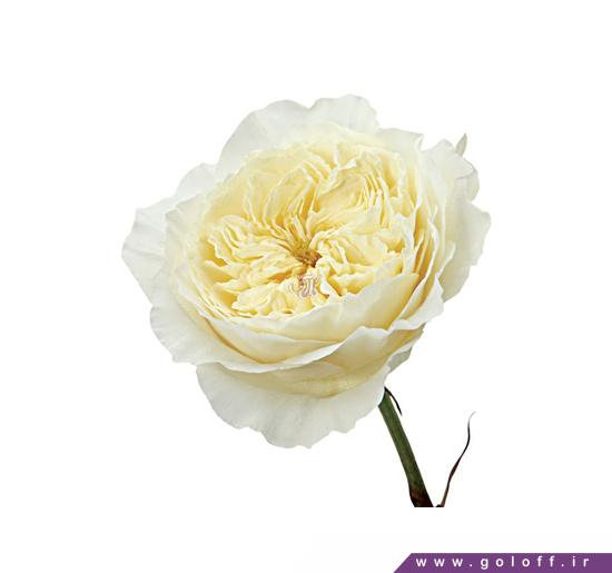 گل صد تومانی فرنگار - Farnegar | گل آف